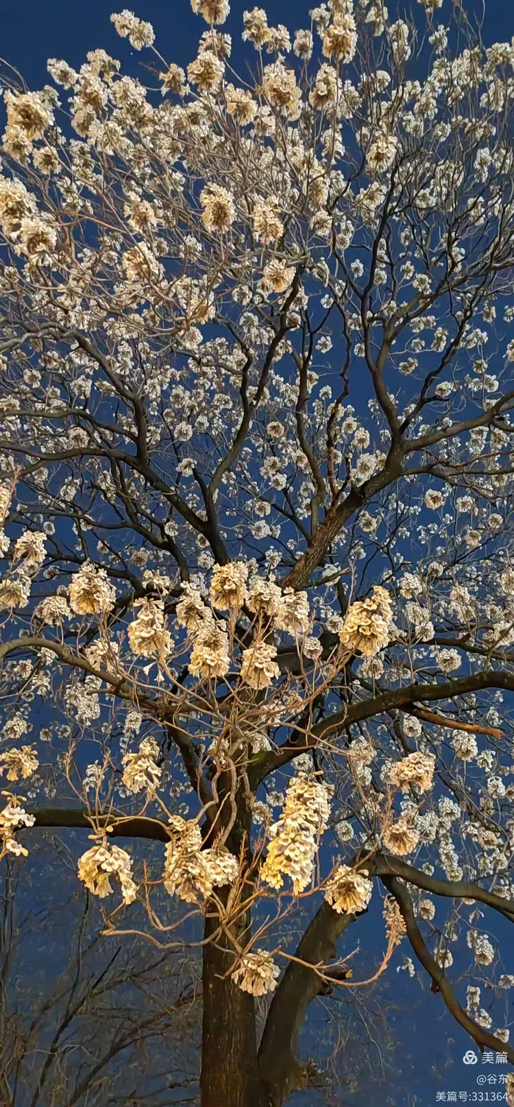 东风夜放花千树